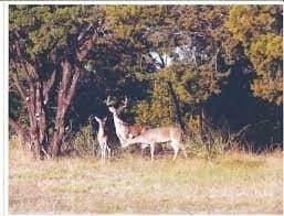 1.83 acres in Hill County - photo 8