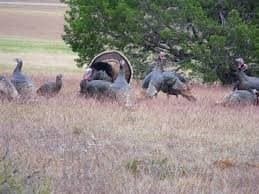 1.83 acres in Hill County - photo 9