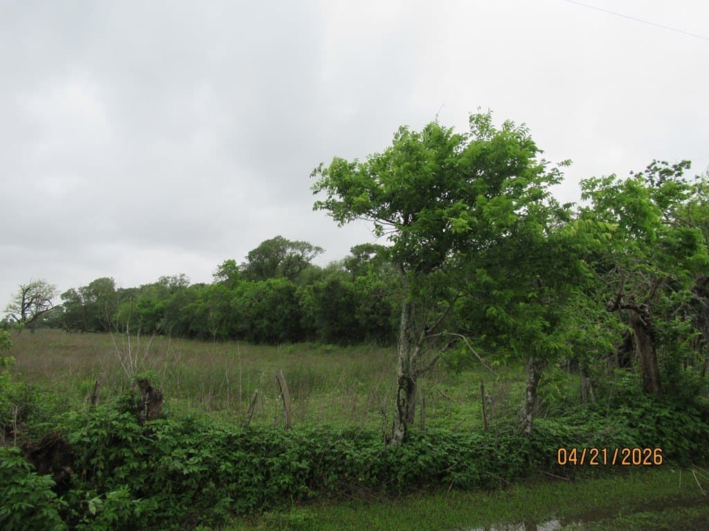 8.43 acres in Jones Creek County gallery image 4