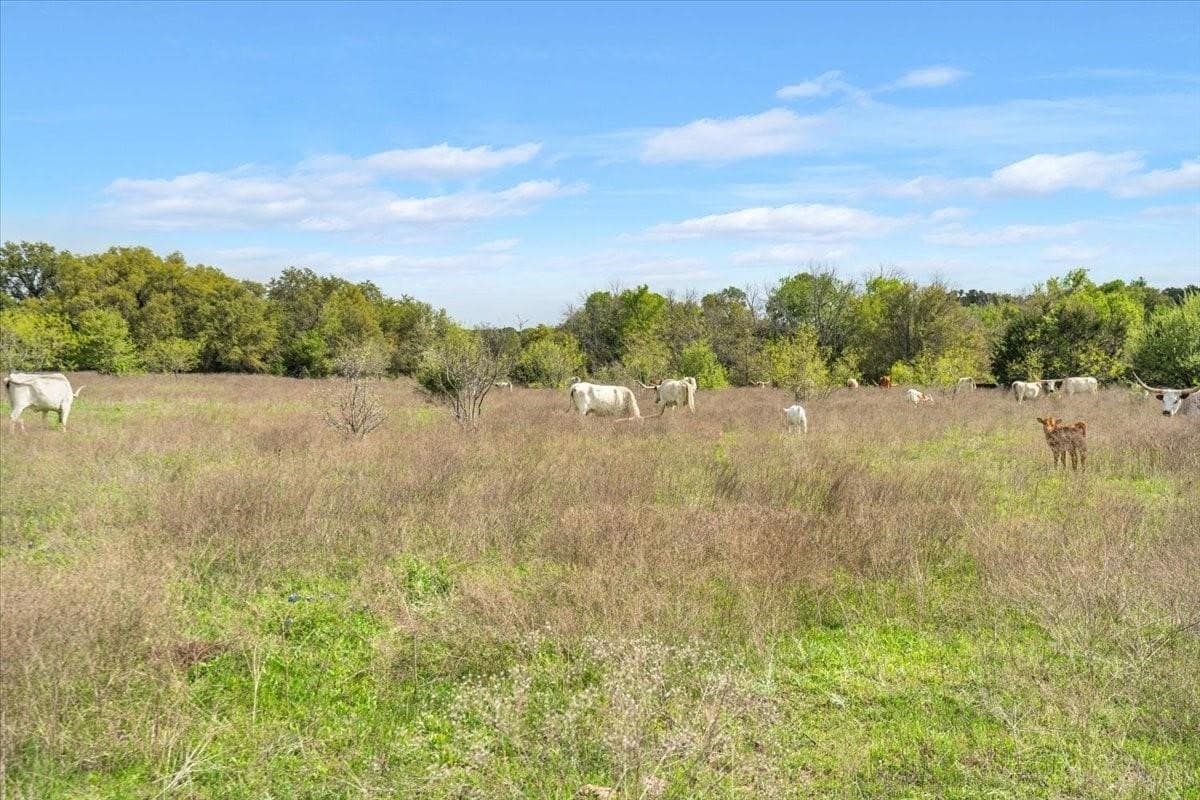 252 acres in McLennan County - photo 11