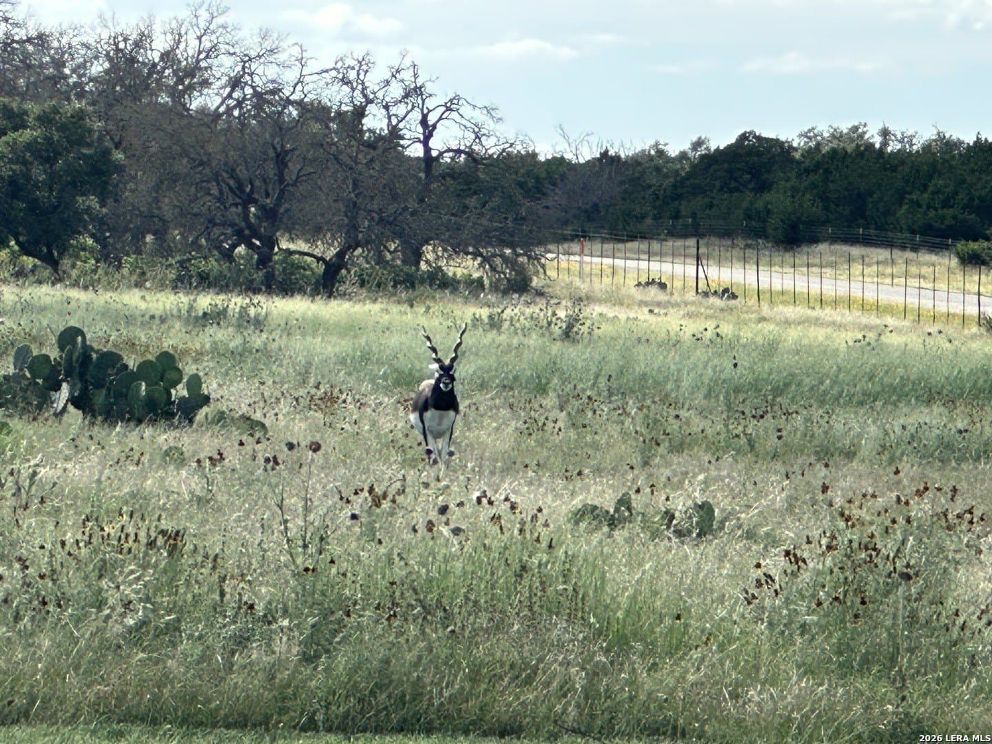 3.18 acres in Gillespie County gallery image 4