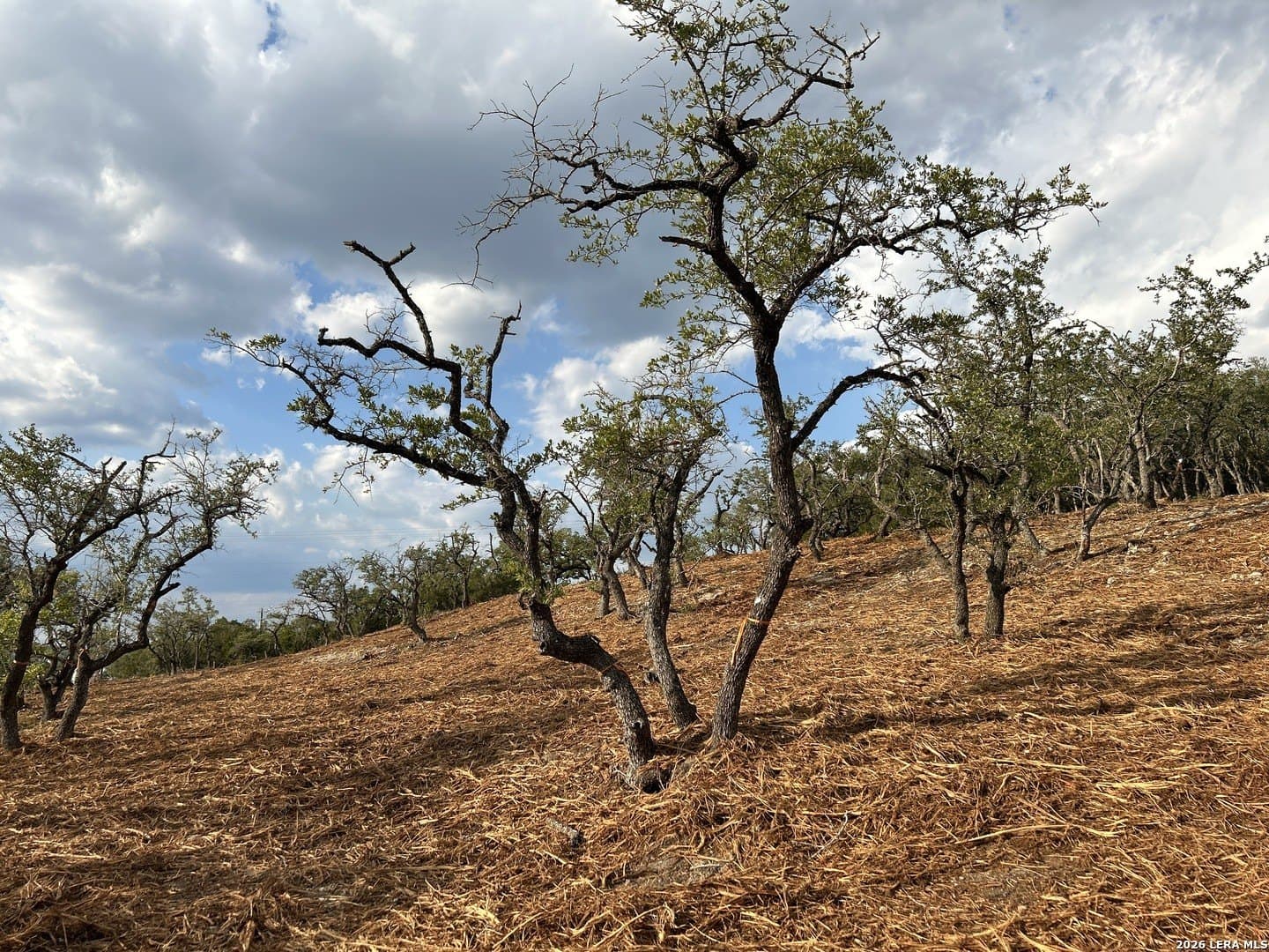 1.19 acres in Comal County gallery image 3