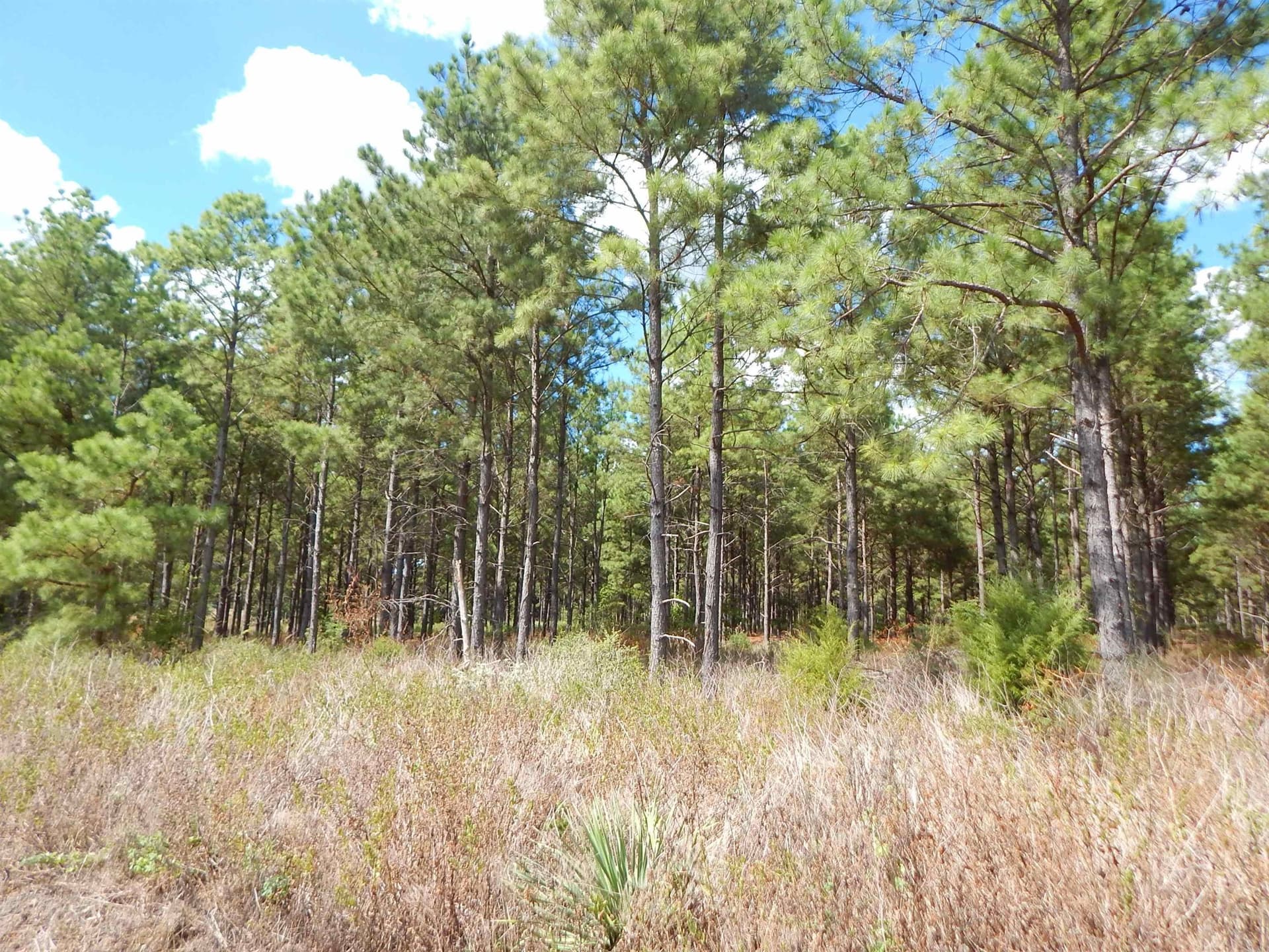 10 acres in Upshur County - photo 8