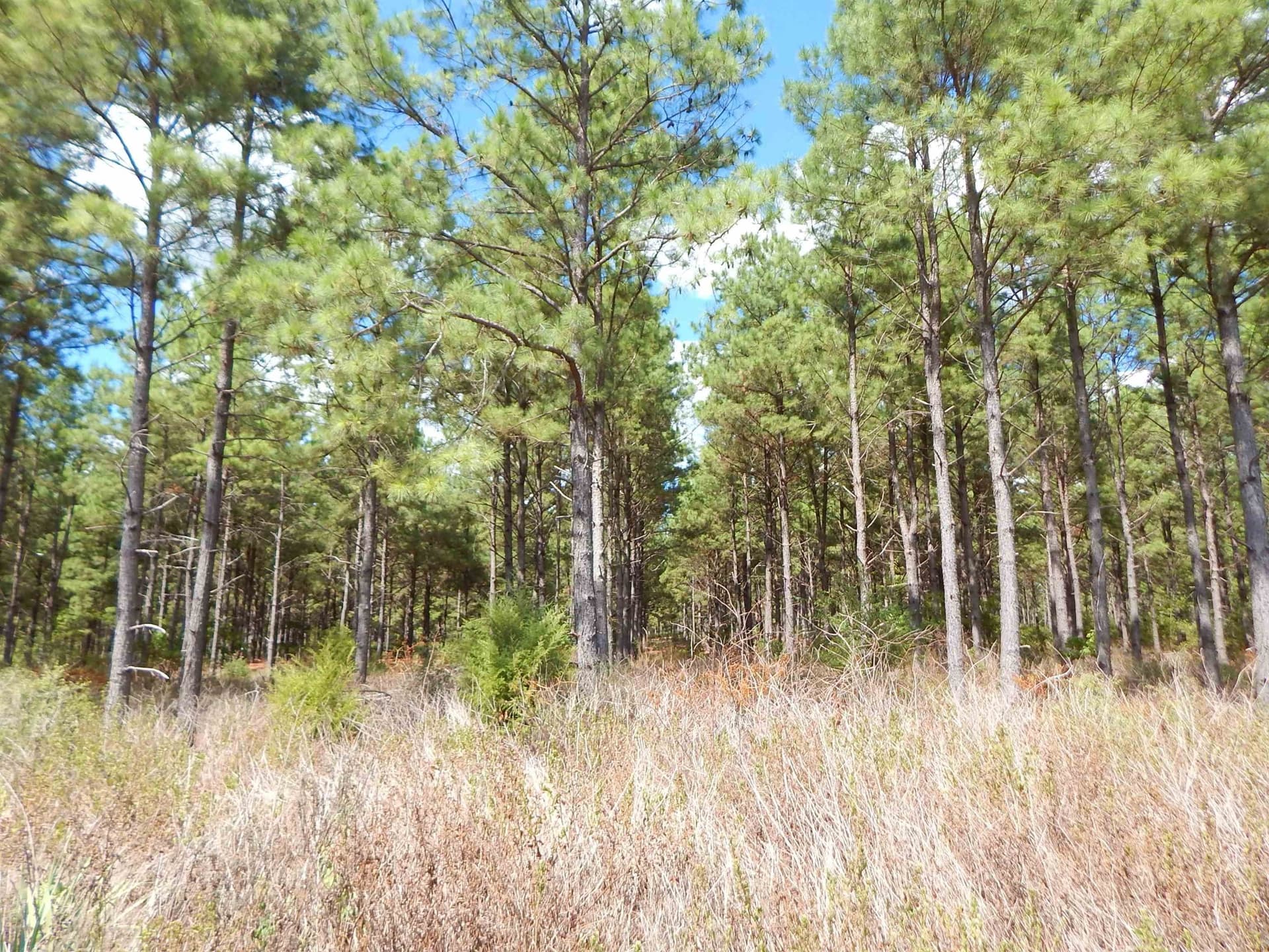 10 acres in Upshur County - photo 9