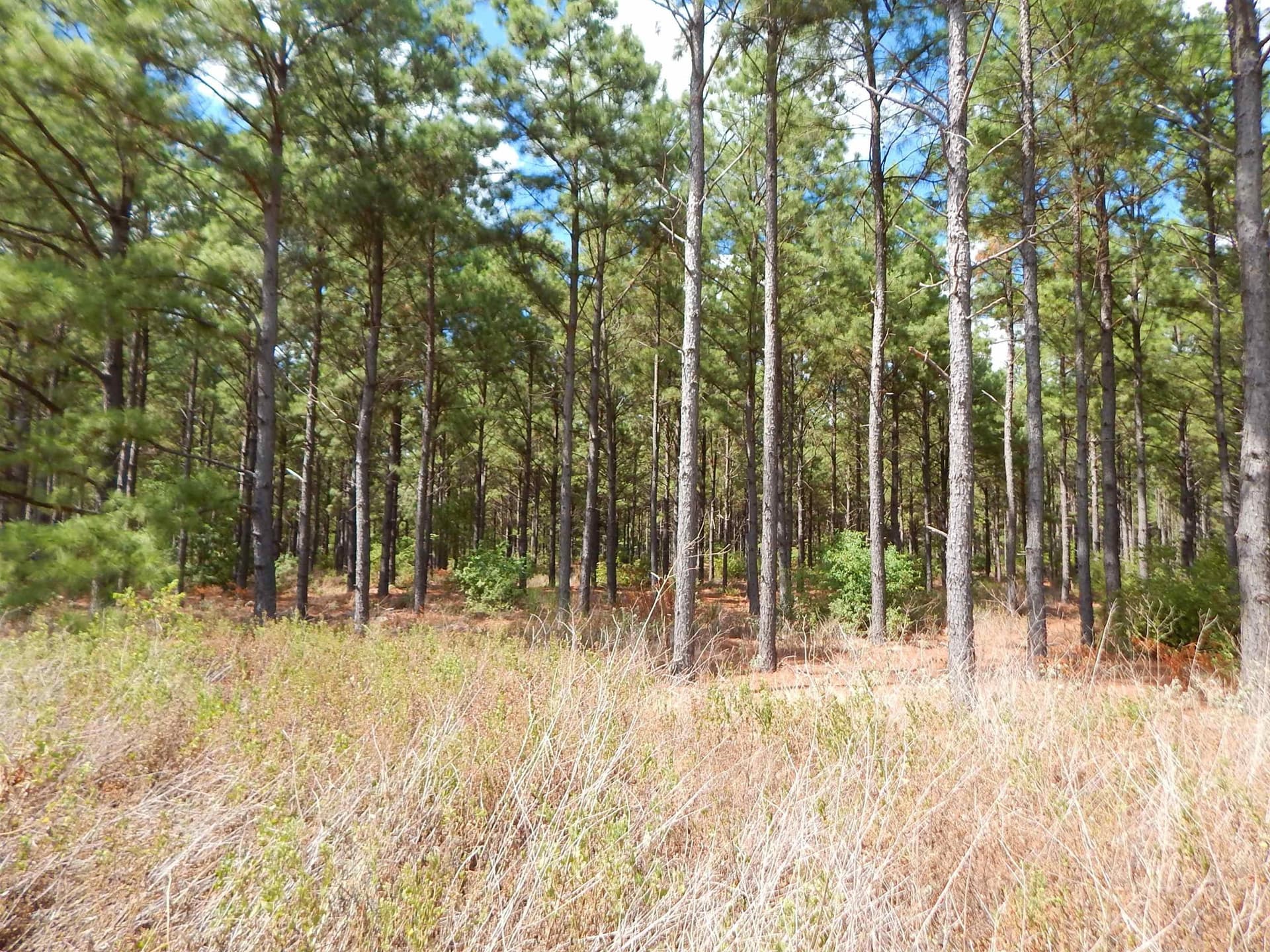 10 acres in Upshur County - photo 4