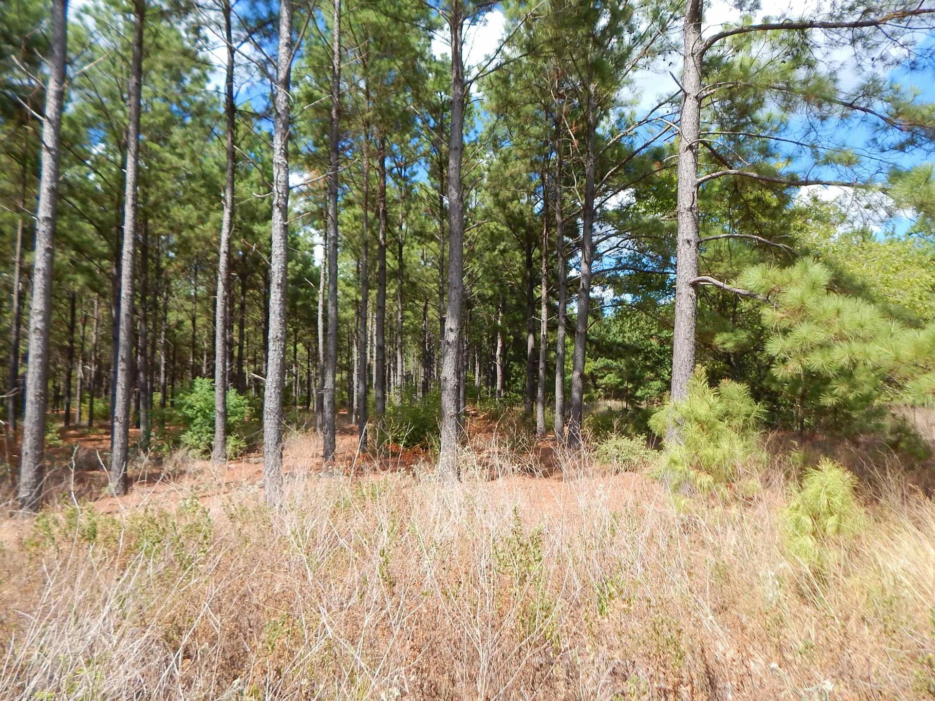 10 acres in Upshur County - photo 5