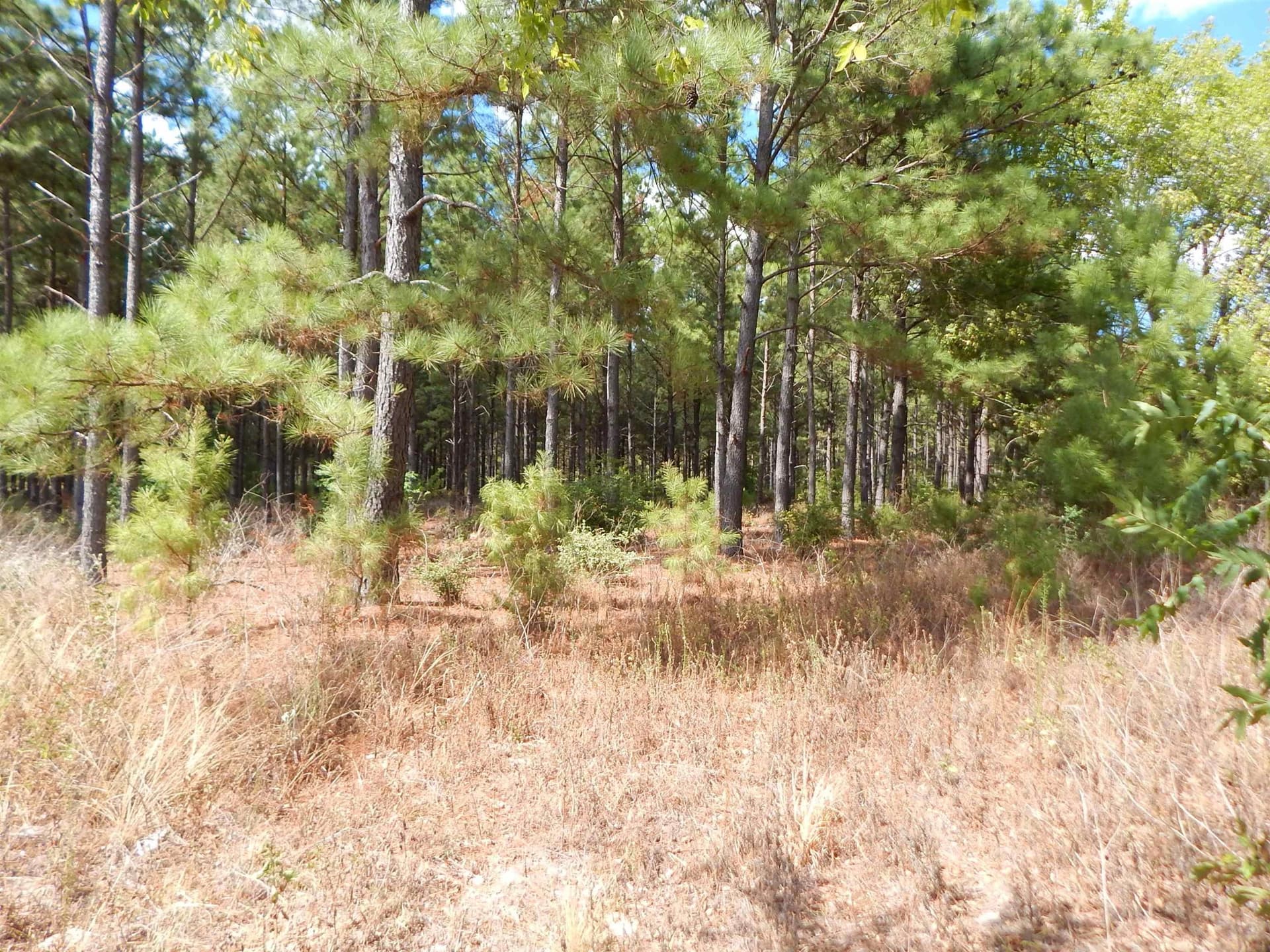 10 acres in Upshur County - photo 7