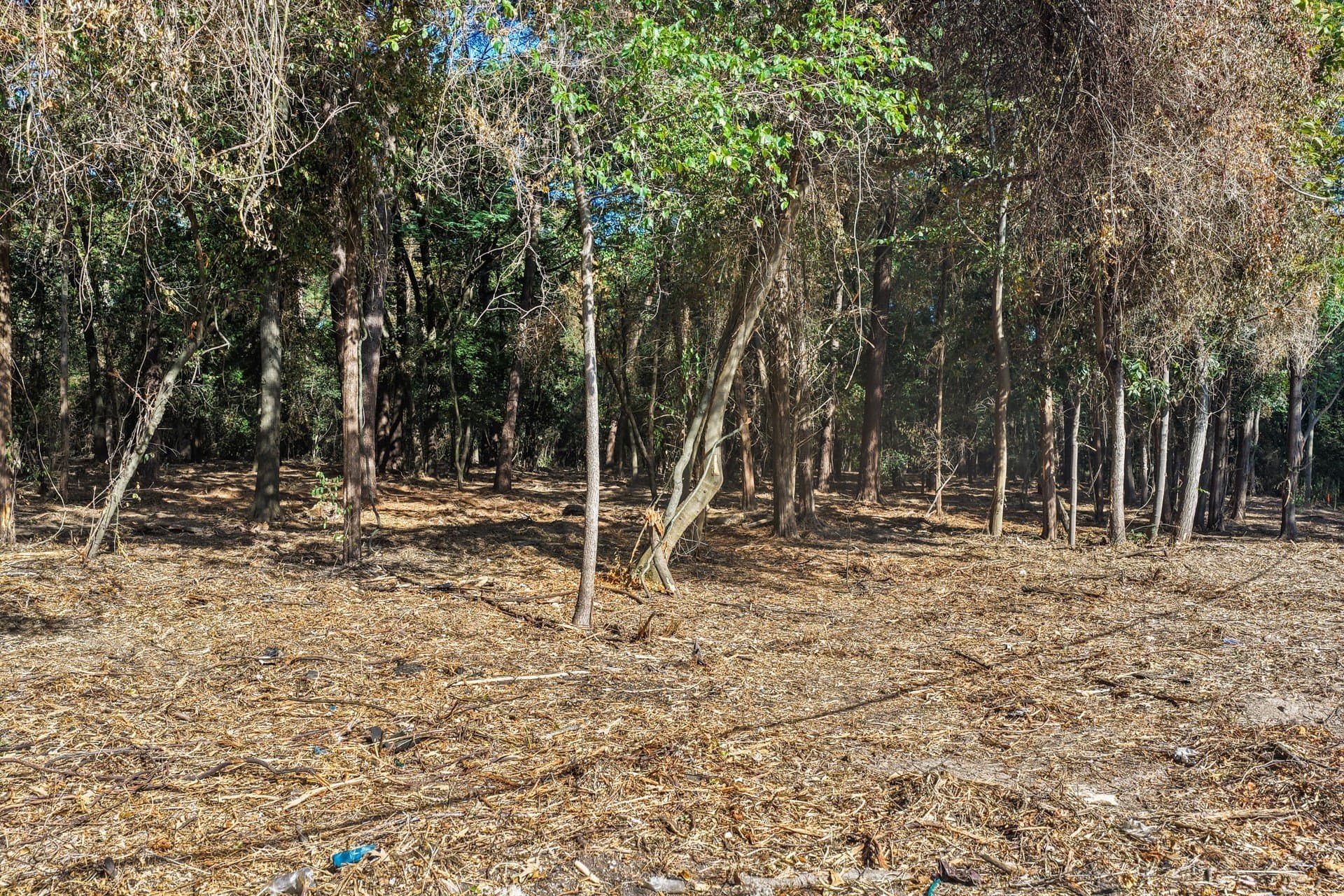 7 acres in Camp County - photo 11