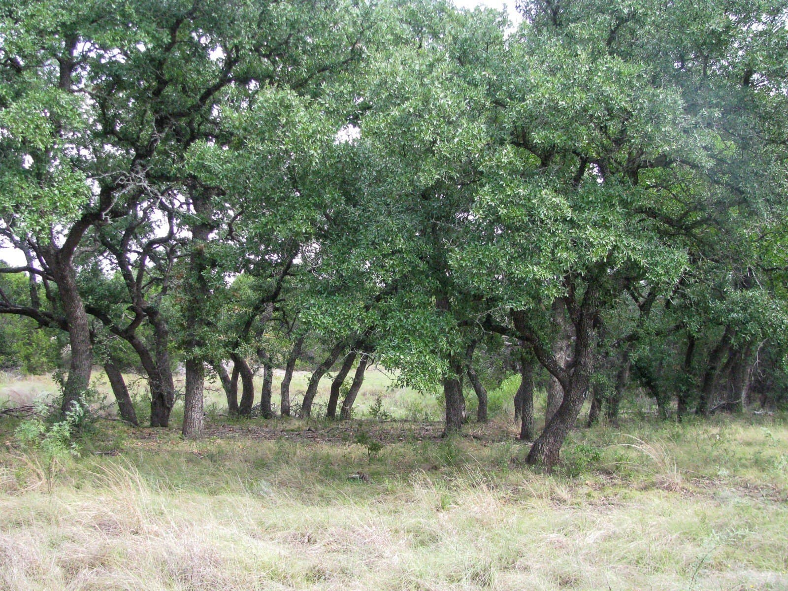 10.01 acres in Hamilton County - photo 15