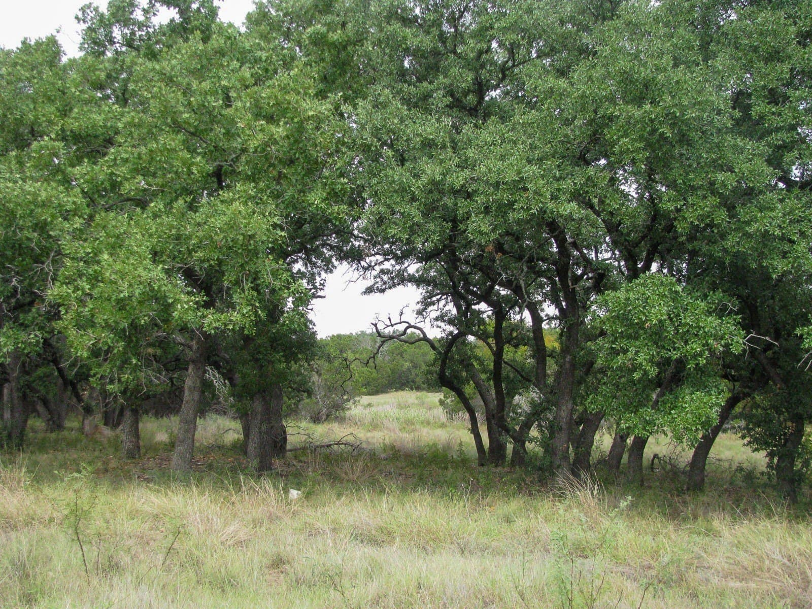 10.01 acres in Hamilton County - photo 28