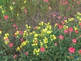 3.66 acres in Guadalupe County gallery image 4