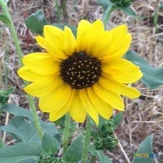 3.66 acres in Guadalupe County gallery image 3