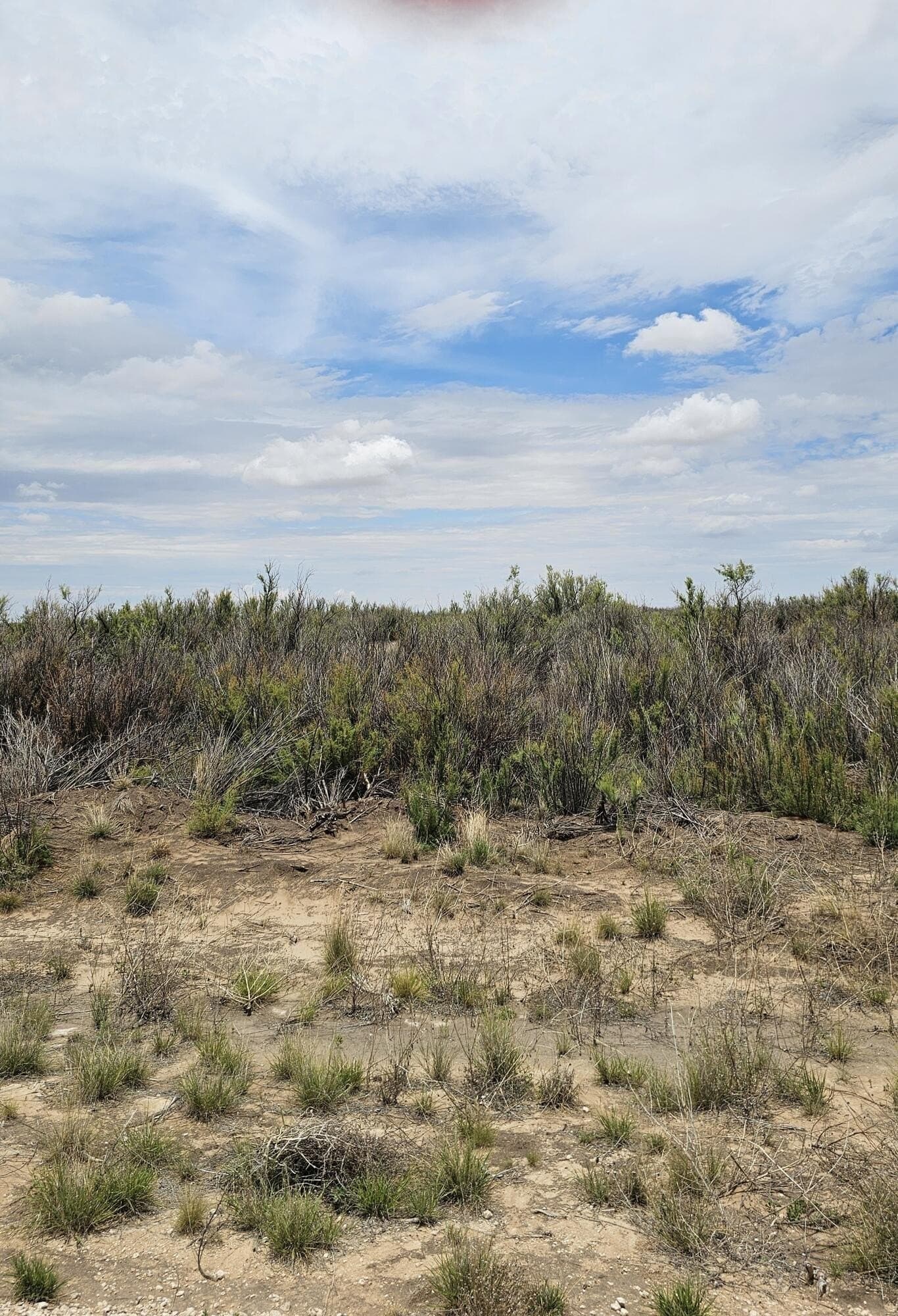 20 acres in Terry County