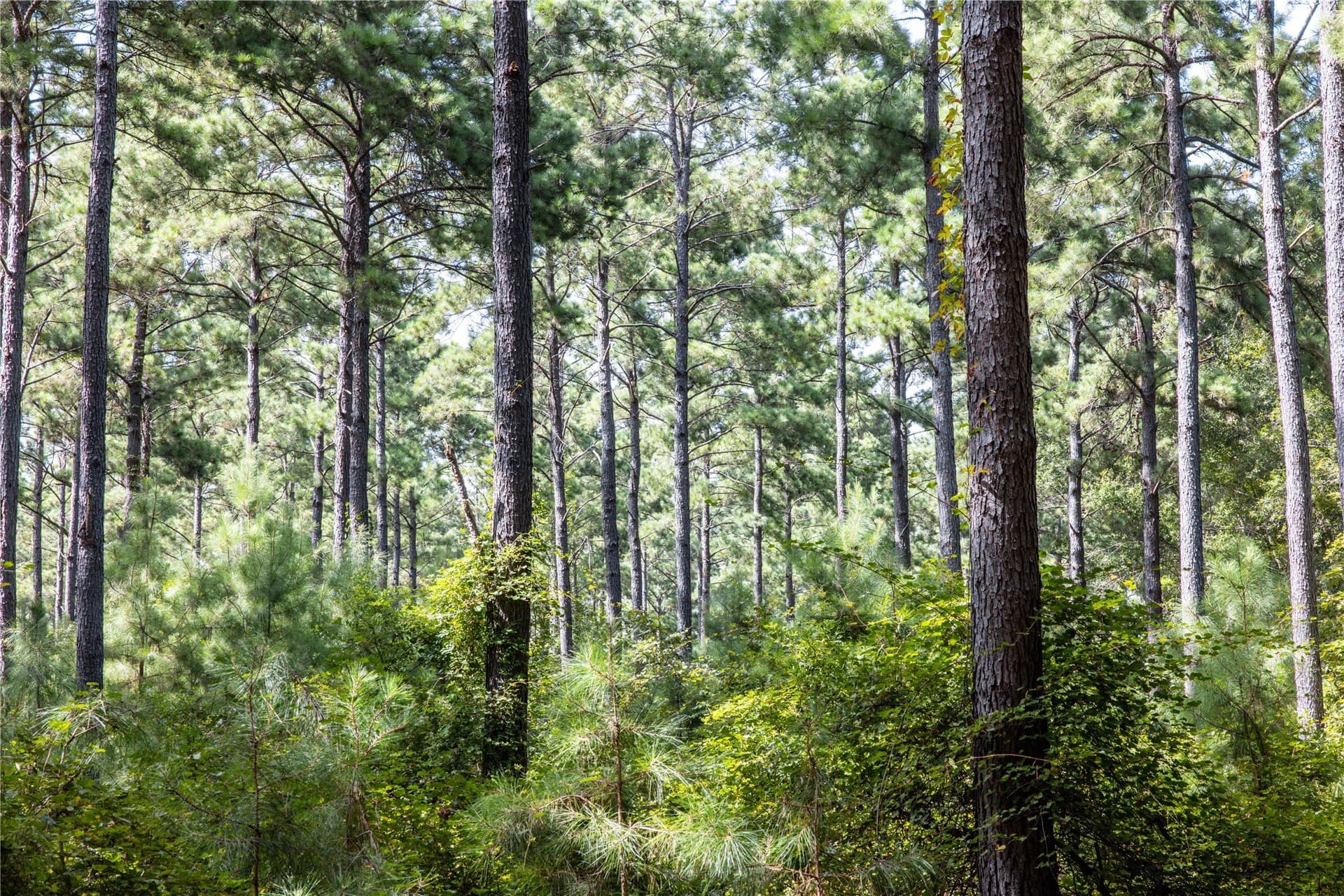 94.5 acres in Henderson County - photo 6
