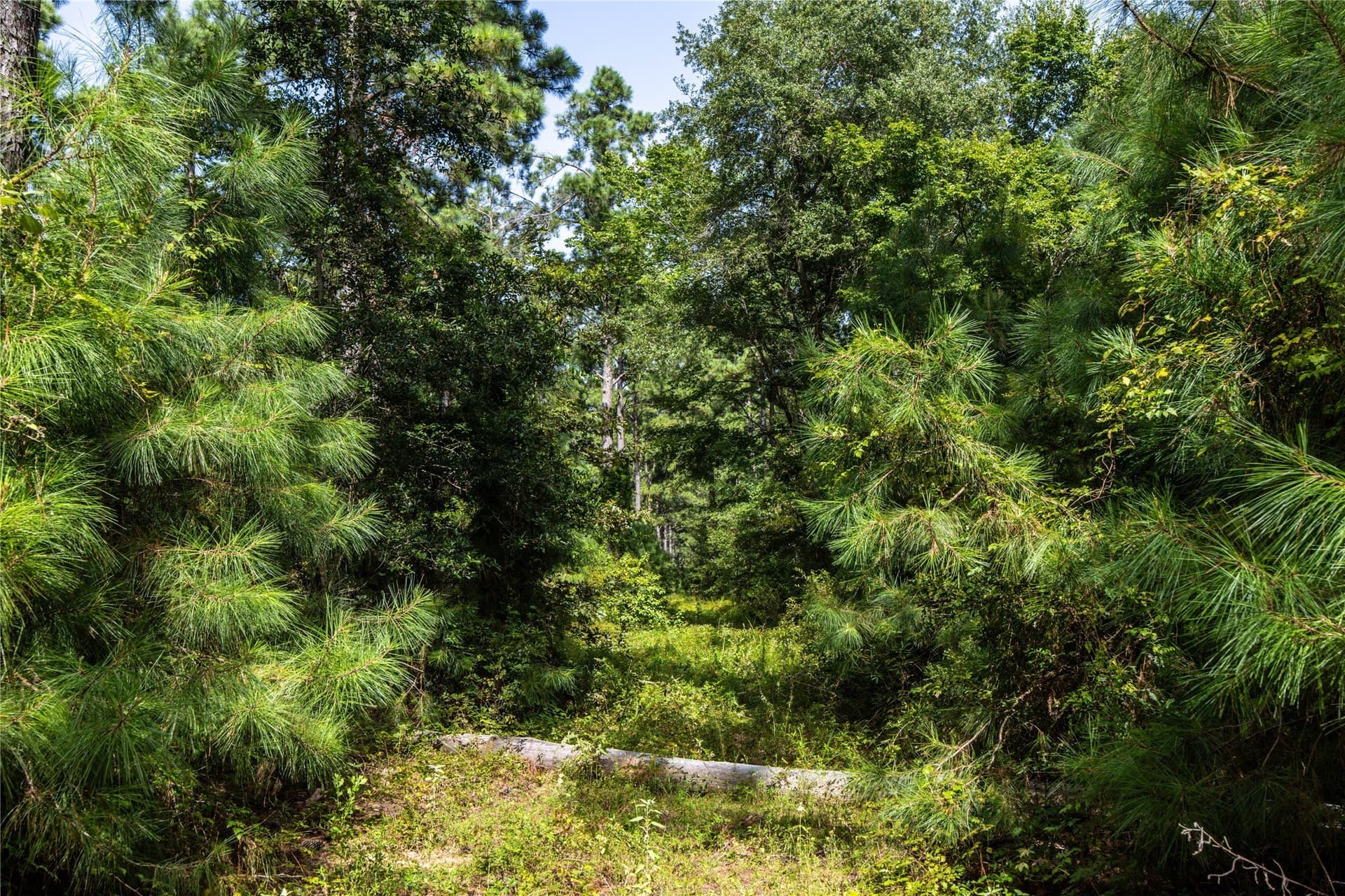 94.5 acres in Henderson County - photo 11