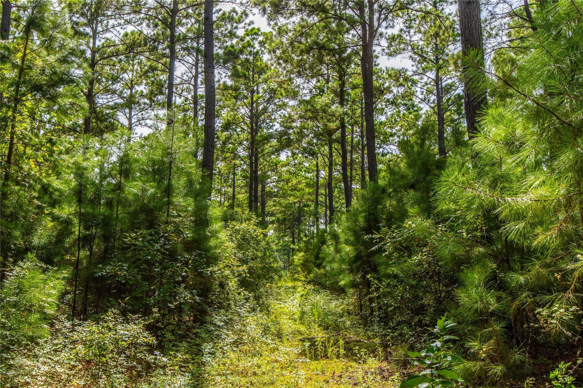 94.5 acres in Henderson County - photo 10