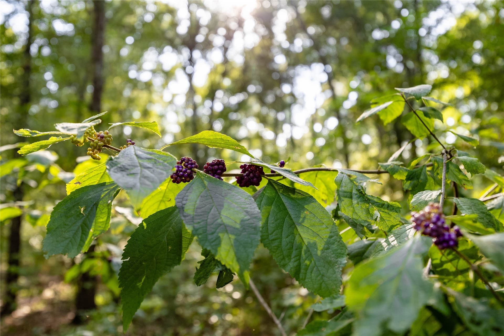 94.5 acres in Henderson County - photo 18