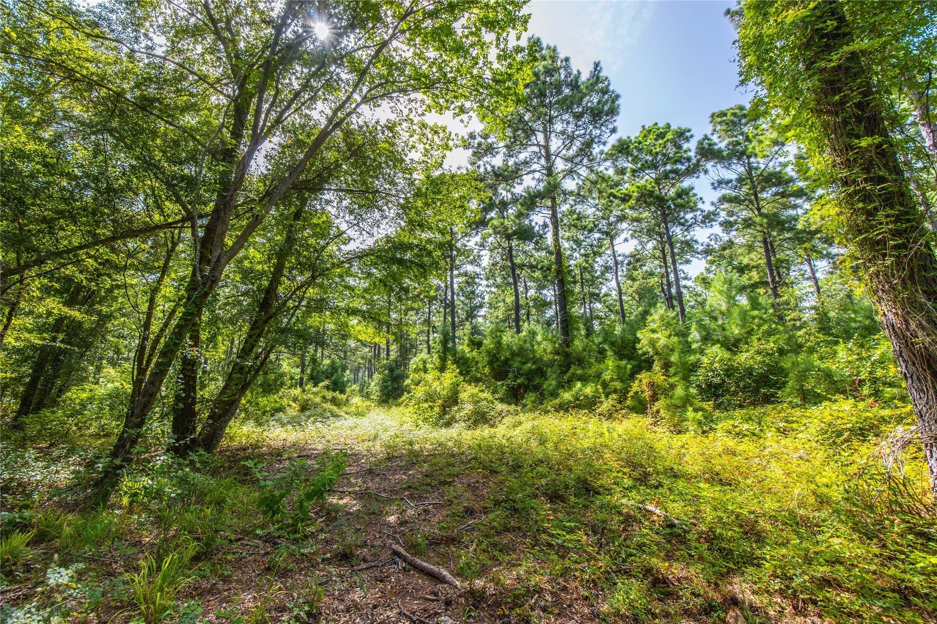 94.5 acres in Henderson County - photo 8