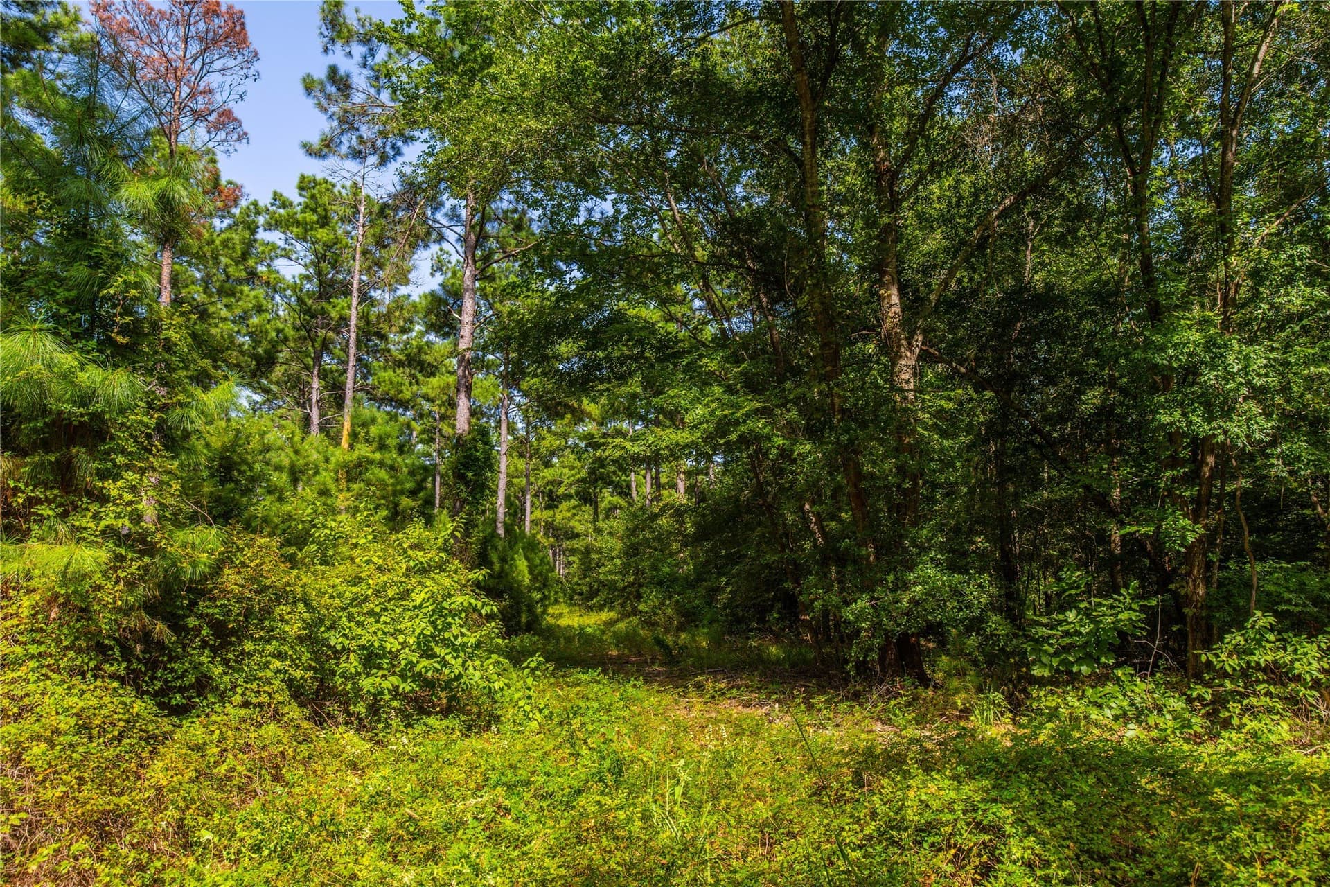 94.5 acres in Henderson County - photo 9