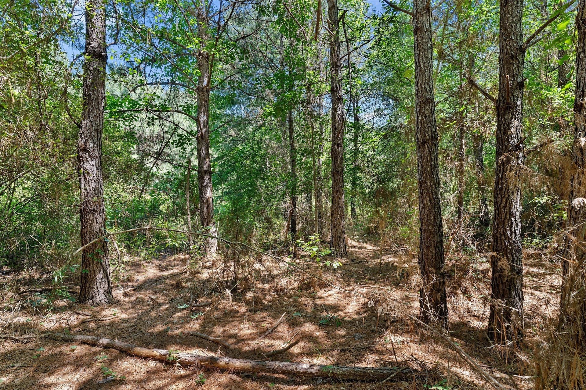 2 acres in Panola County - photo 11
