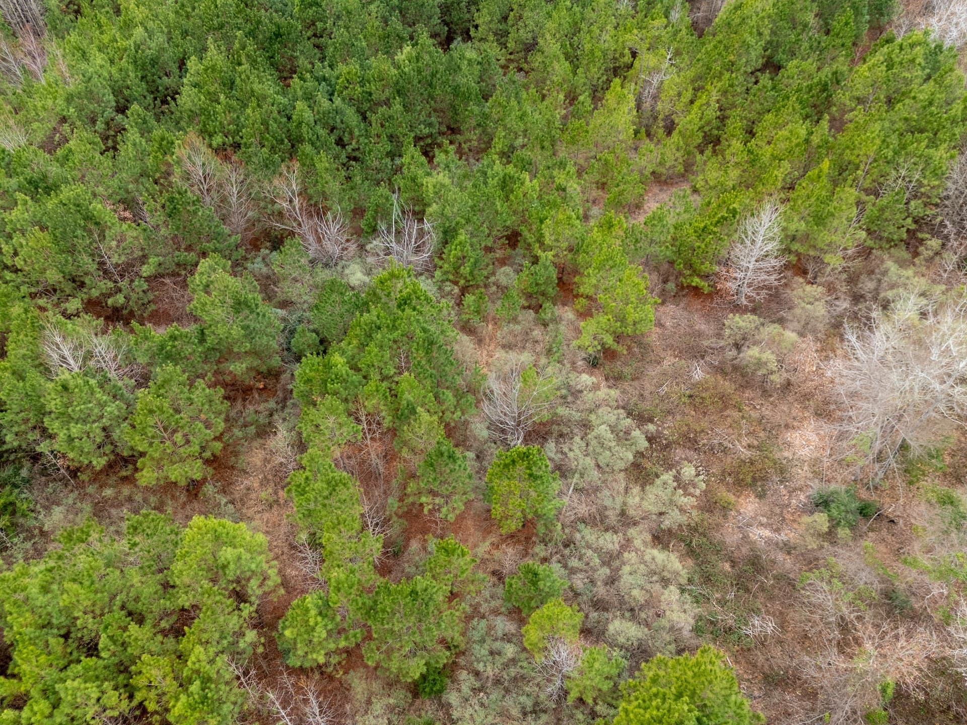 25 acres in Harrison County - photo 19