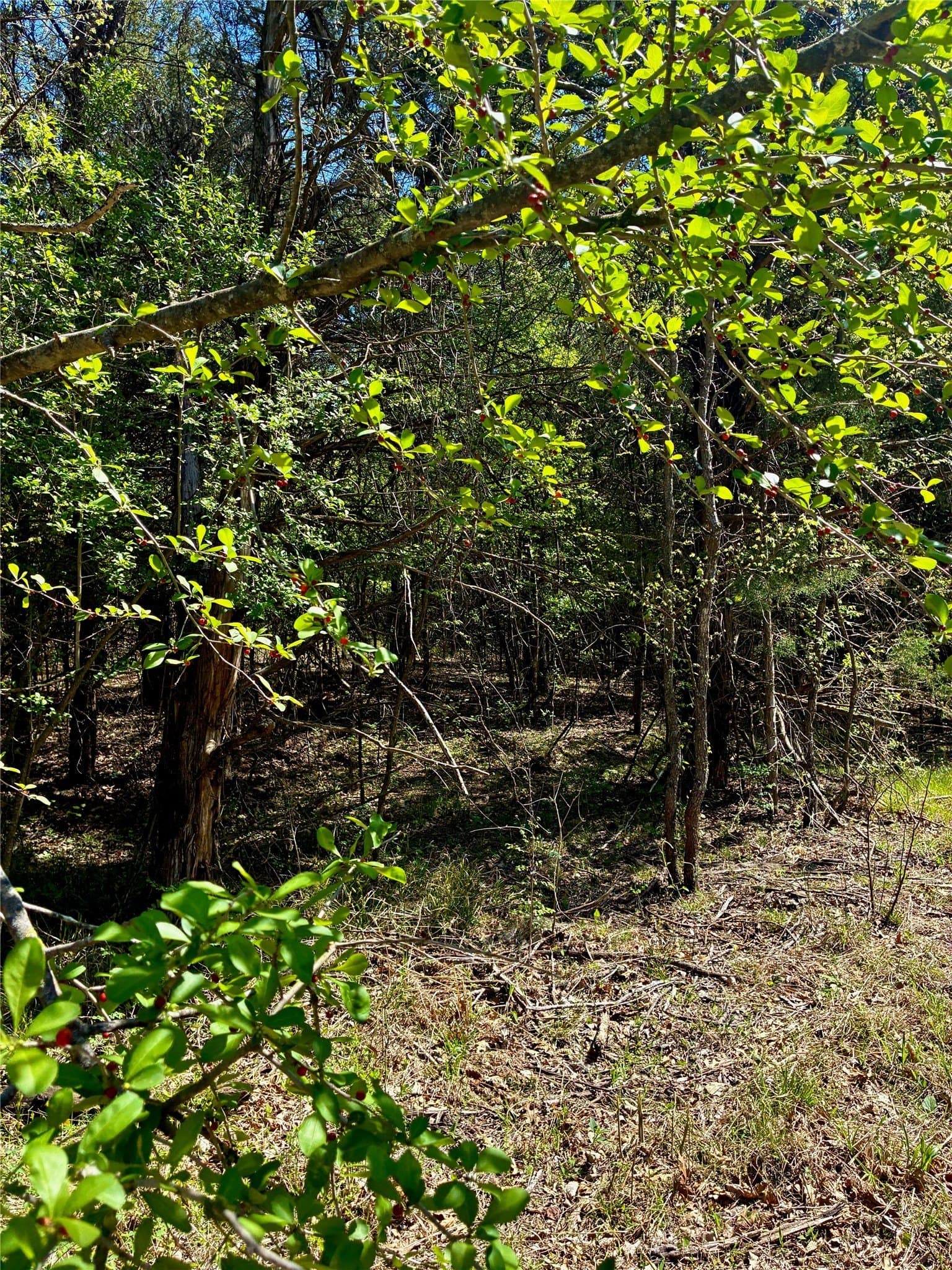 8 acres in Fannin County - photo 4