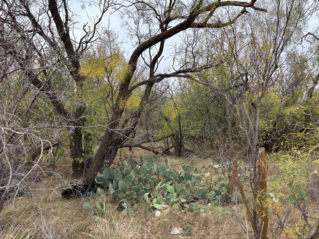 1.29 acres in Scurry County gallery image 2