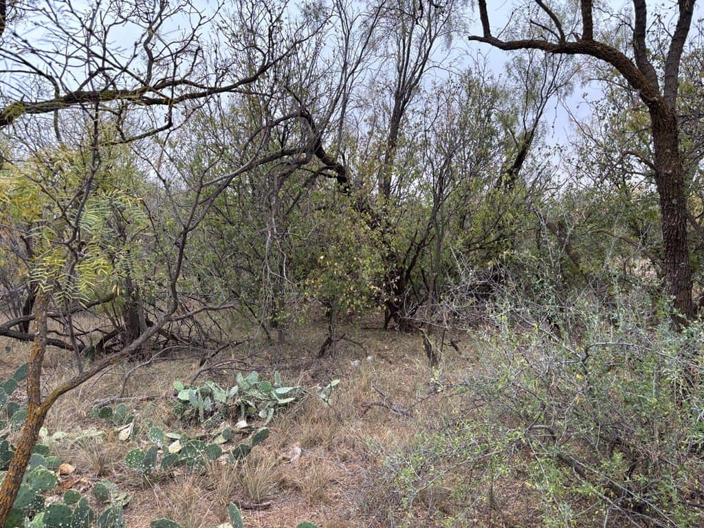 1.29 acres in Scurry County gallery image 3