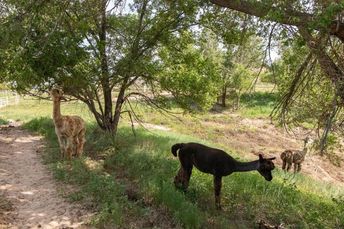 34 acres in Randall County - photo 121