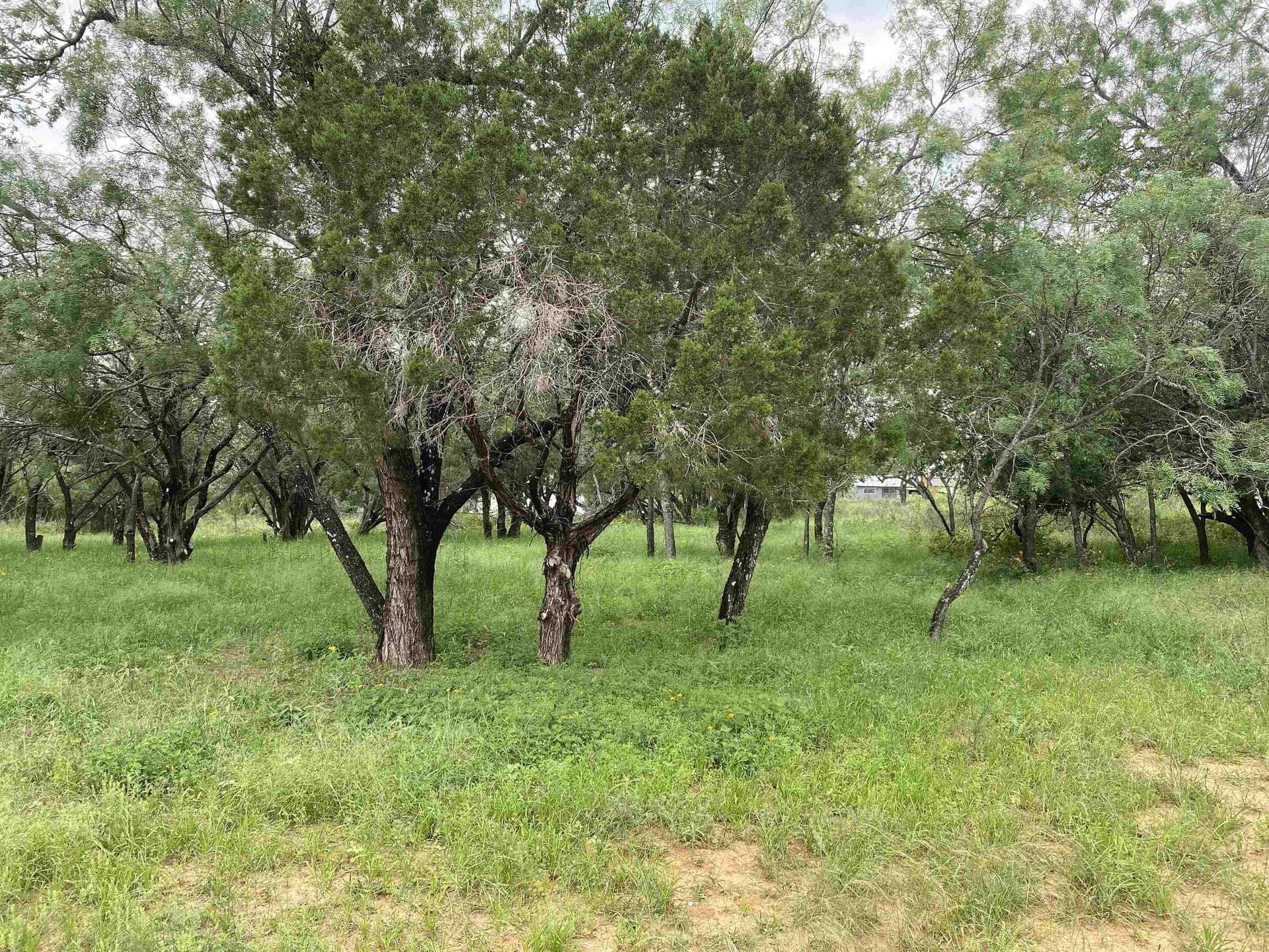 0.11 acres in Burnet County gallery image 3