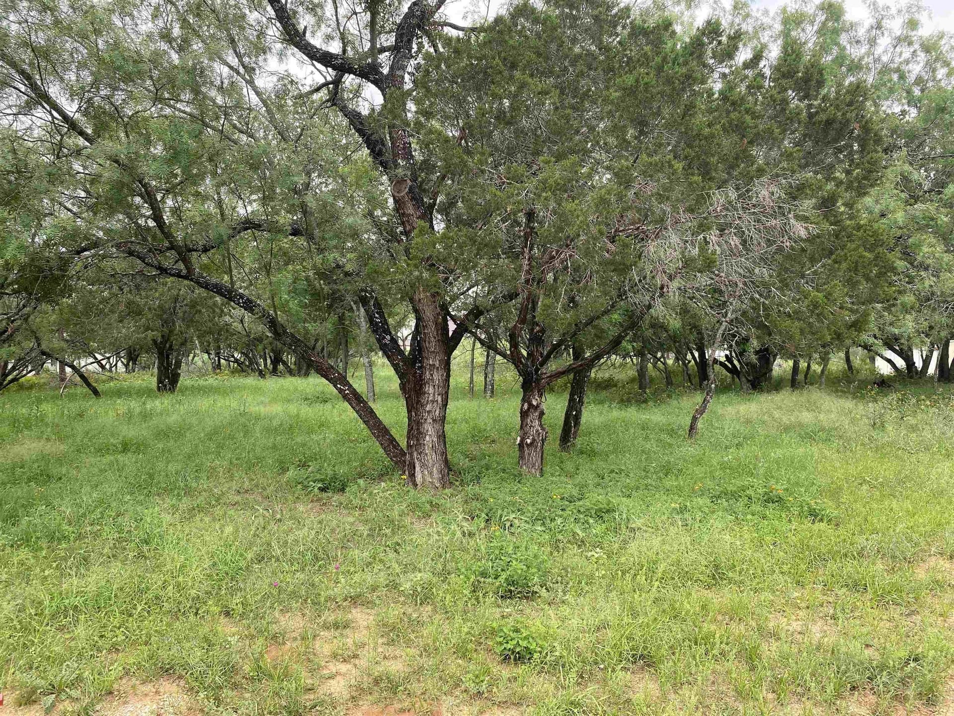 0.11 acres in Burnet County gallery image 2