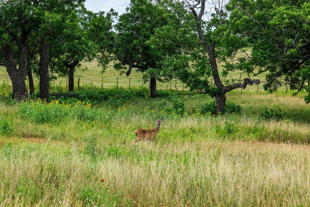 52.23 acres in Gillespie County - photo 36