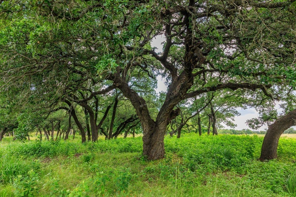 52.23 acres in Gillespie County - photo 77