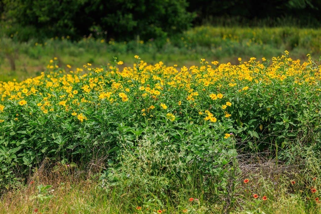 52.23 acres in Gillespie County - photo 39