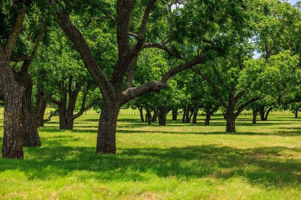 52.23 acres in Gillespie County - photo 55