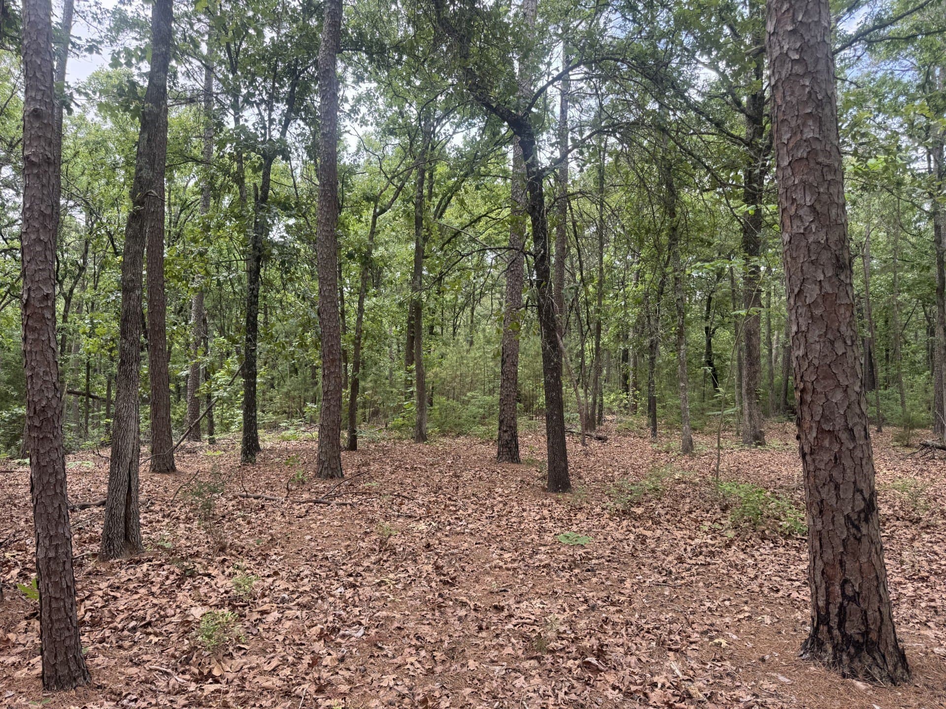 4.14 acres in Lamar County gallery image 3