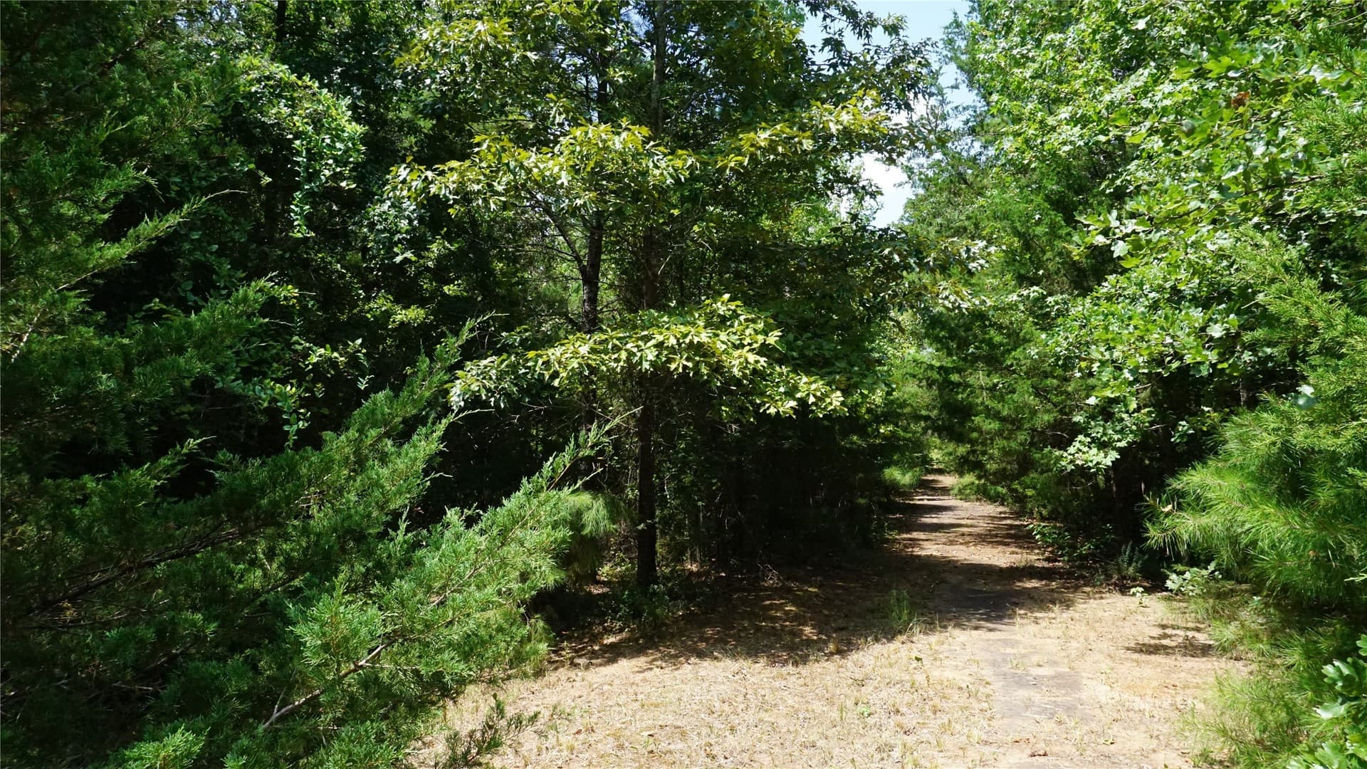 9 acres in Wood County - photo 14