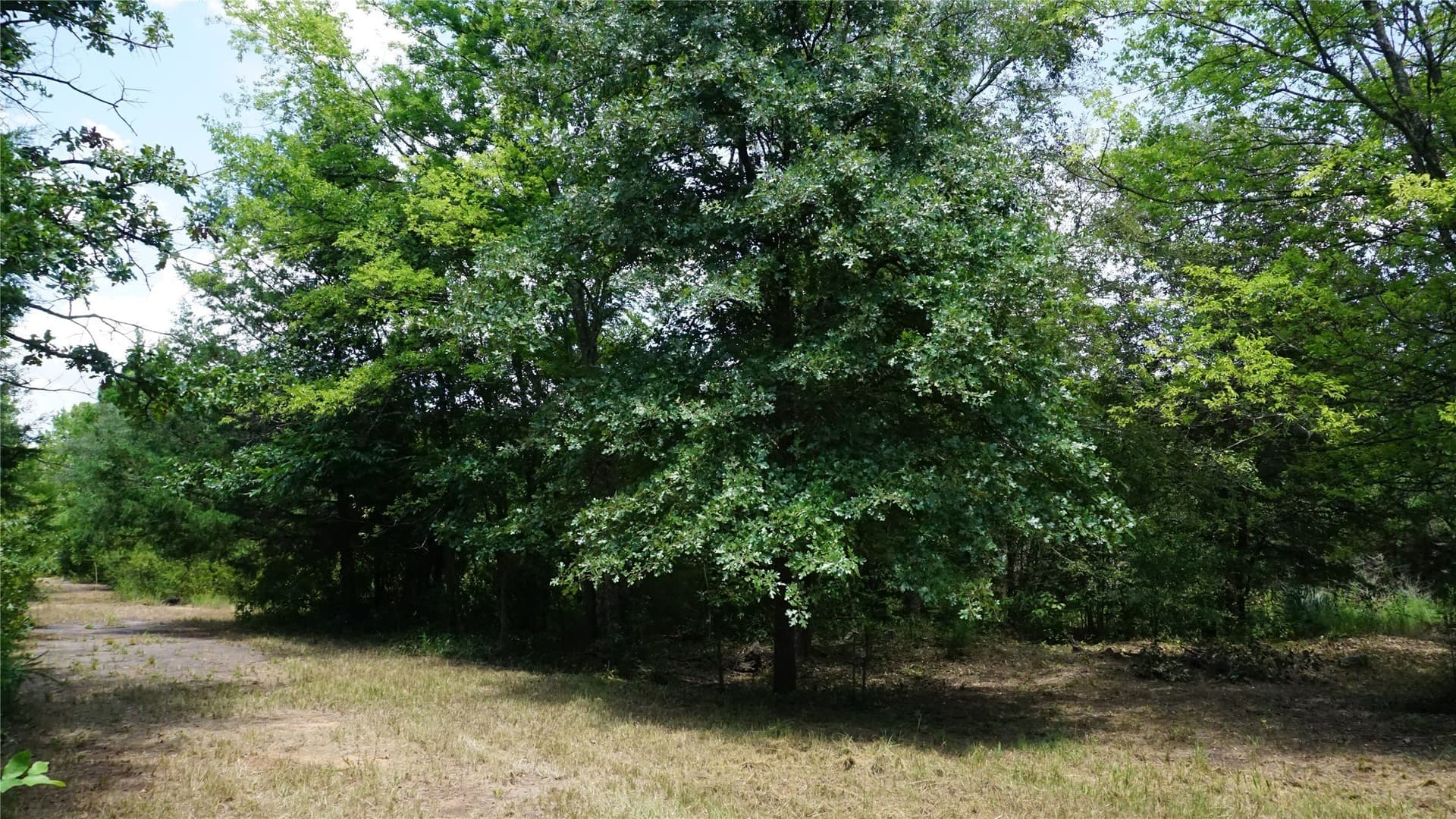 9 acres in Wood County - photo 7
