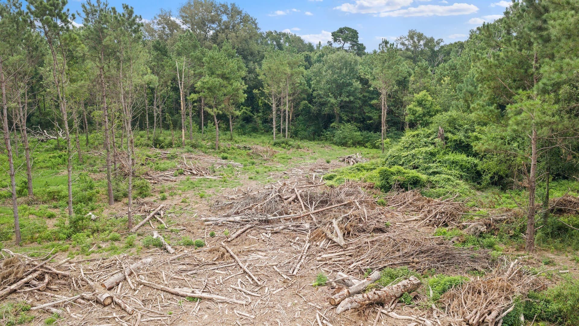 50.25 acres in Shelby County - photo 14