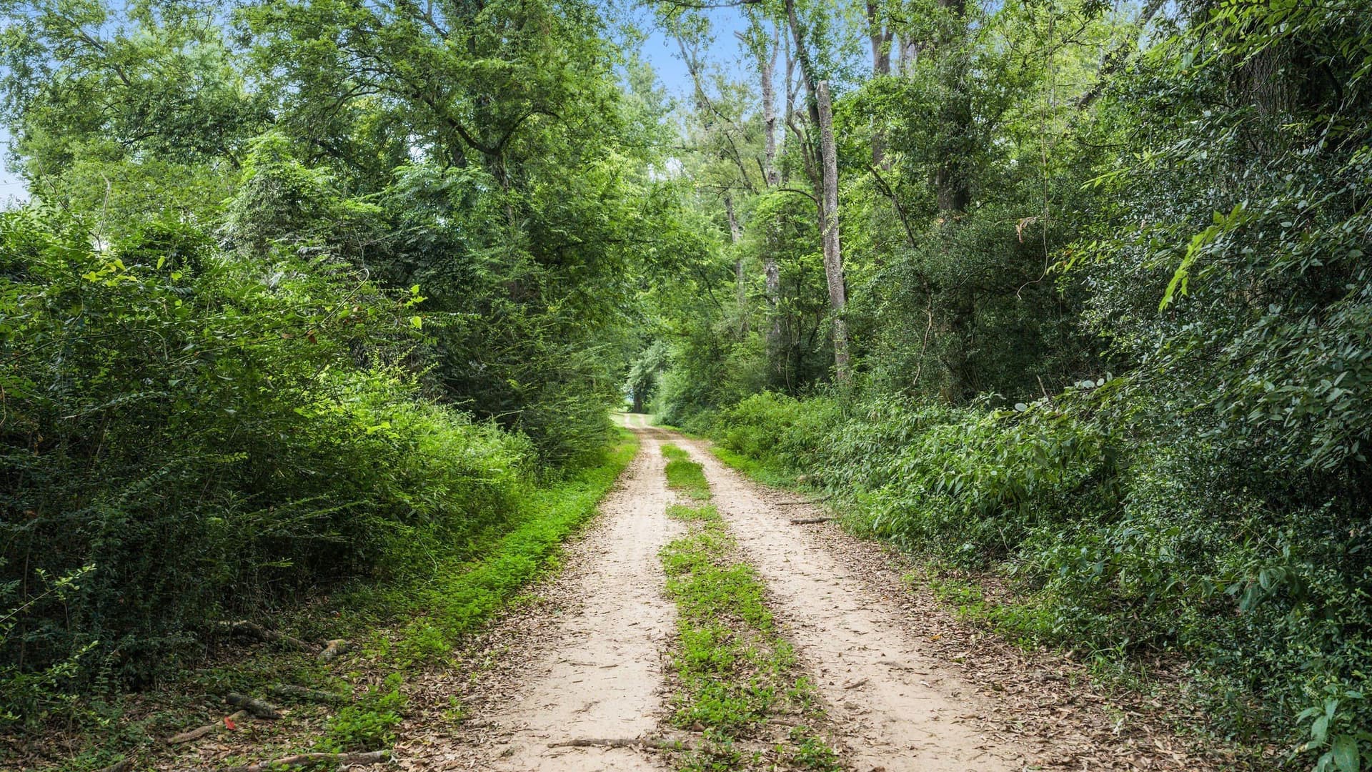 50.25 acres in Shelby County - photo 17