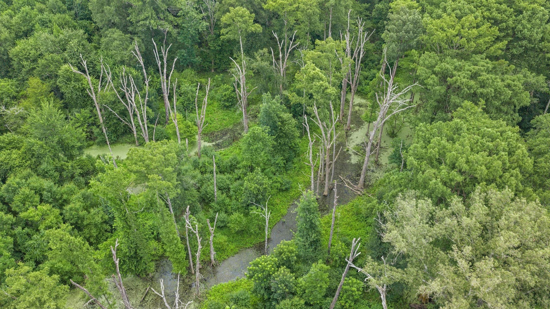 50.25 acres in Shelby County - photo 23