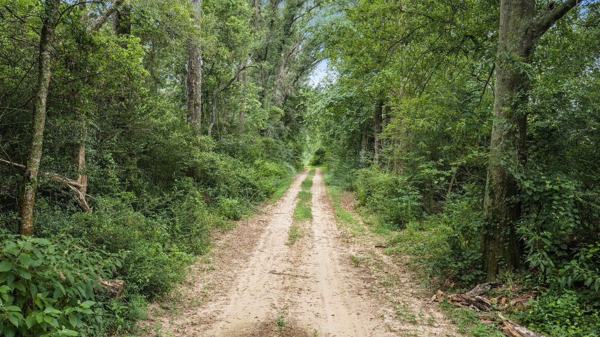 50.25 acres in Shelby County - photo 18