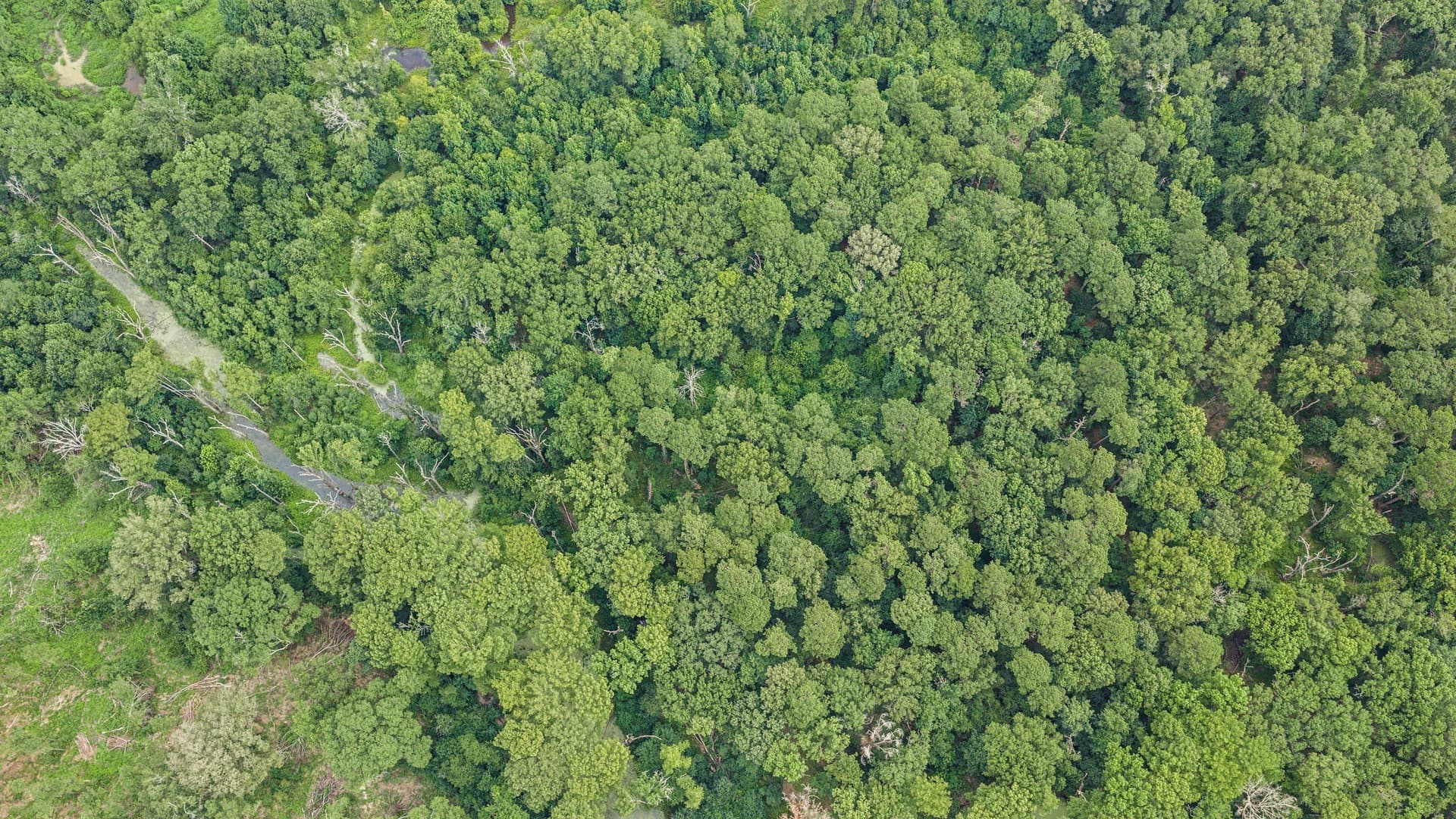 50.25 acres in Shelby County - photo 27