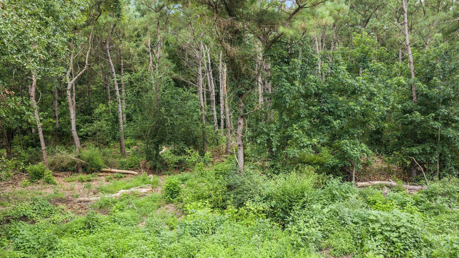 50.25 acres in Shelby County - photo 13
