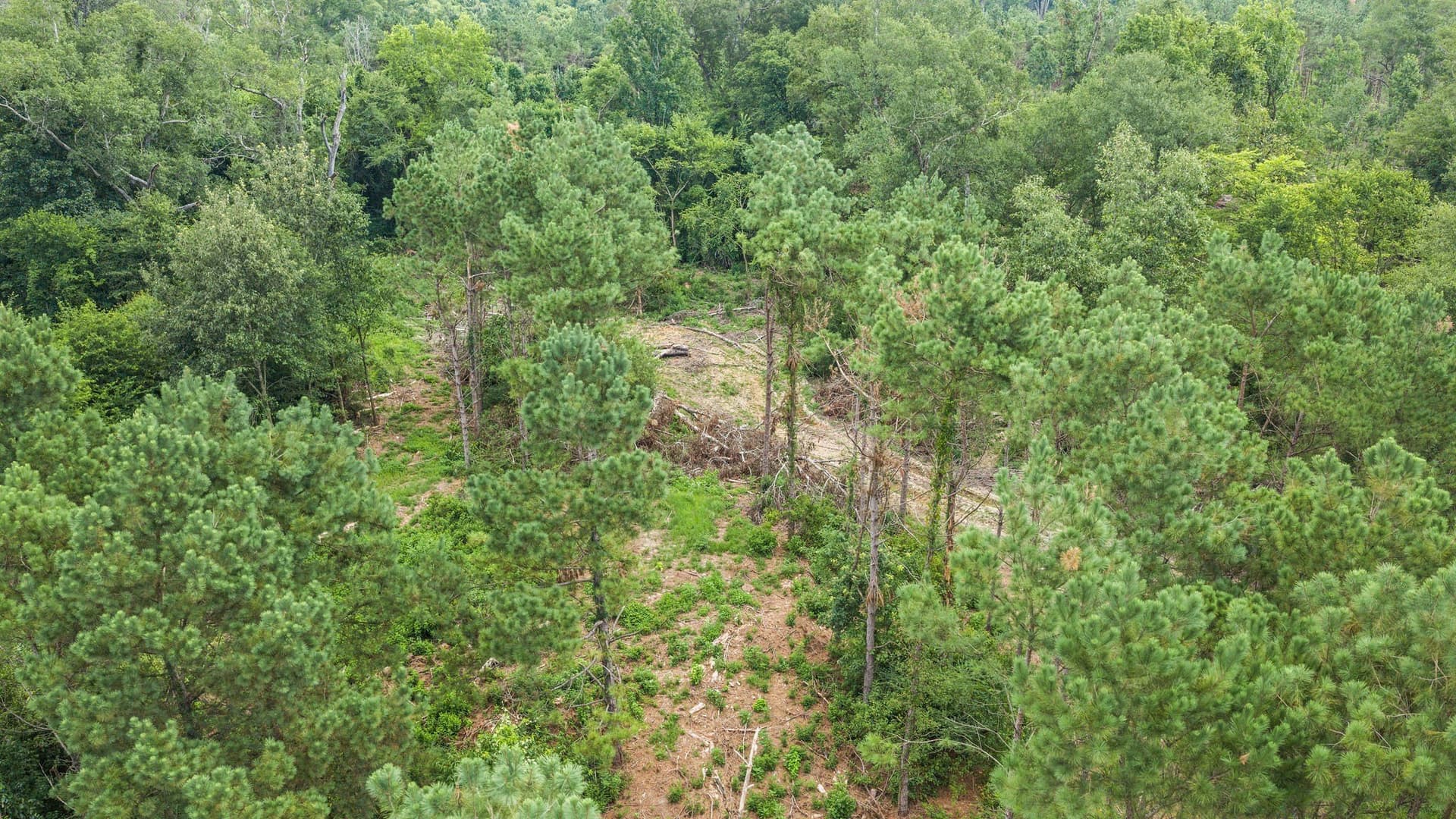 50.25 acres in Shelby County - photo 24