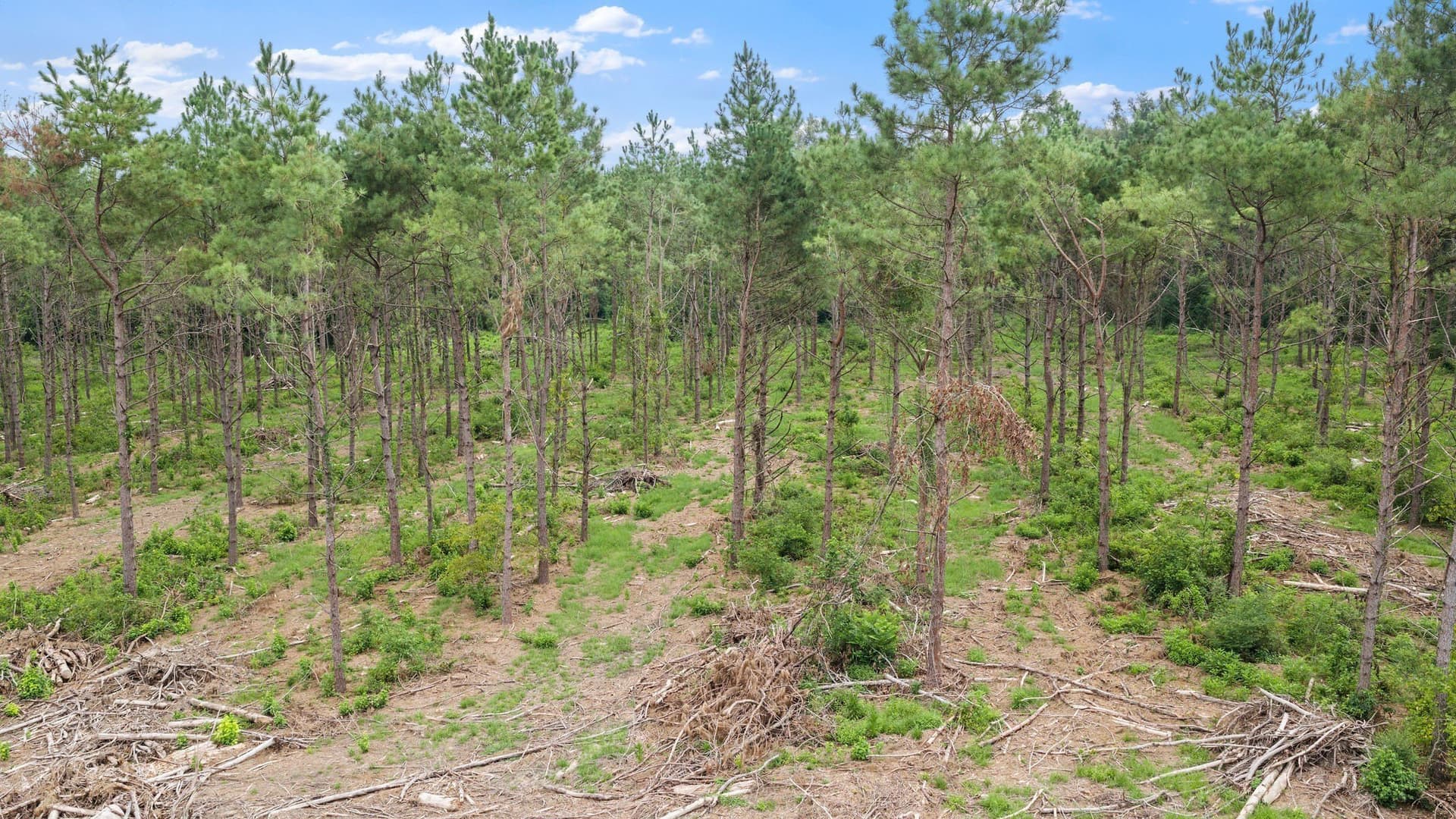 50.25 acres in Shelby County - photo 15