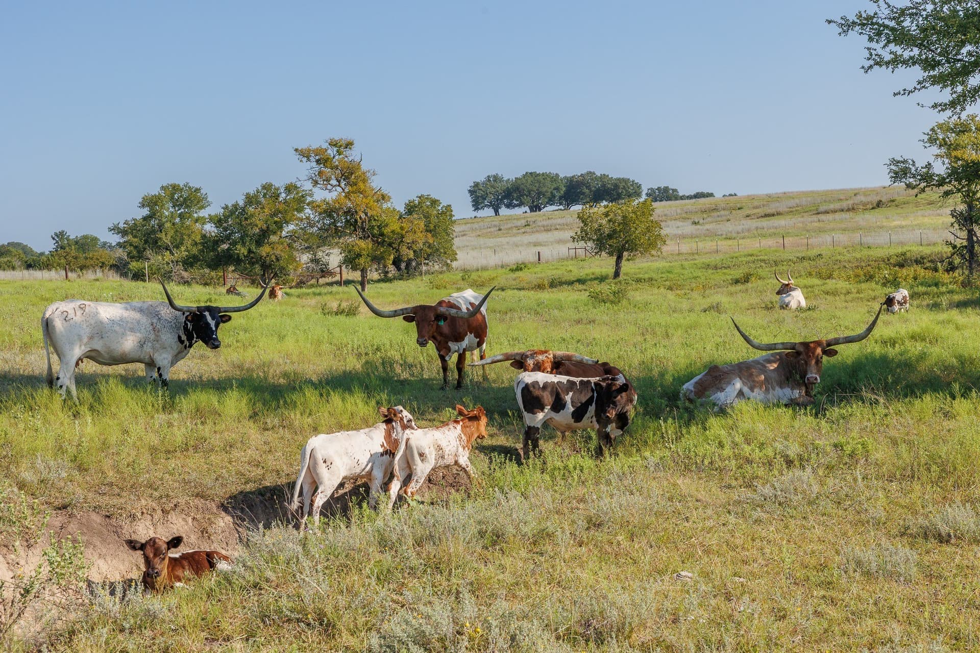 0.58 acres in Erath County - photo 11