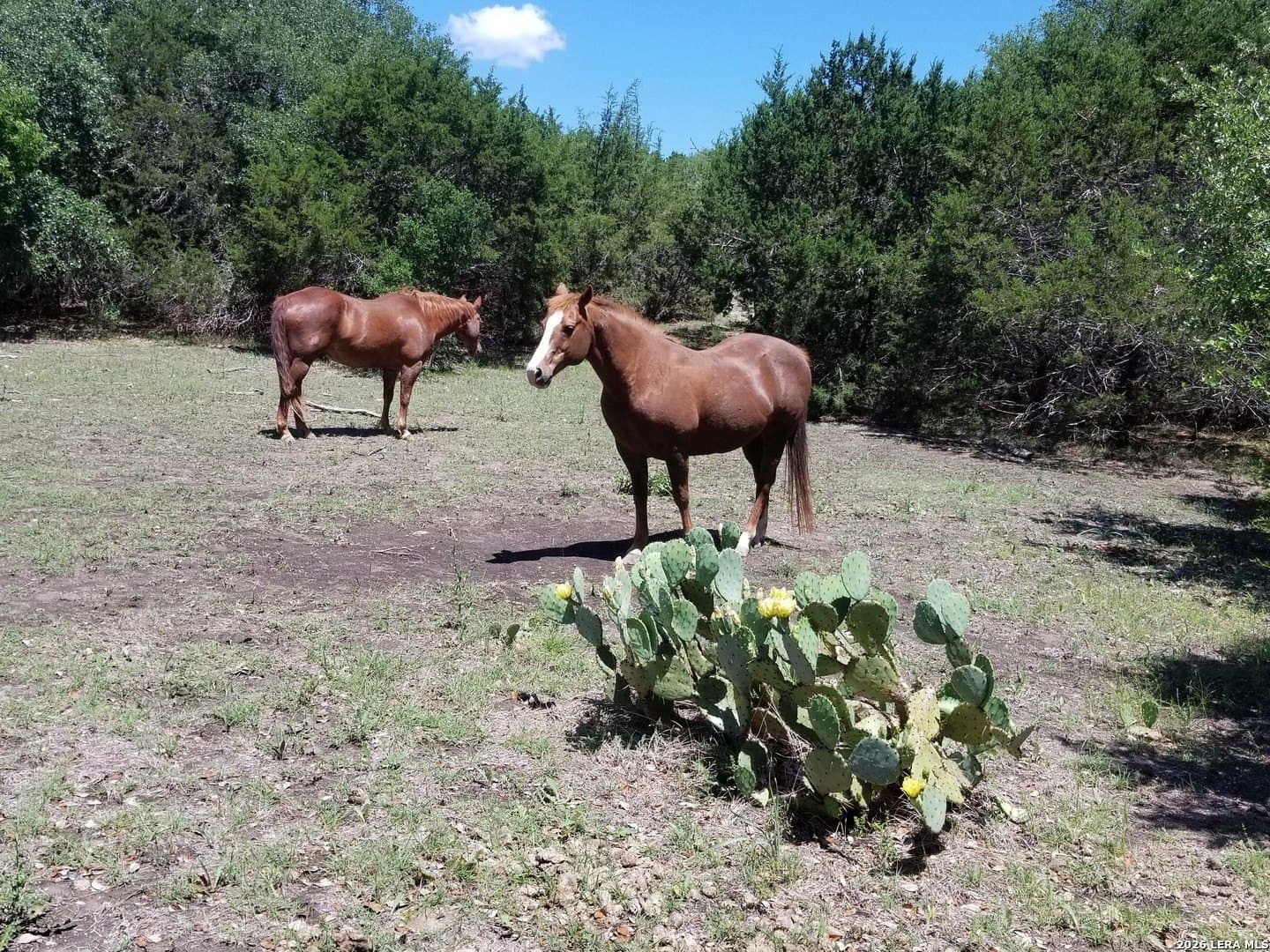 4.52 acres in Comal County gallery image 2
