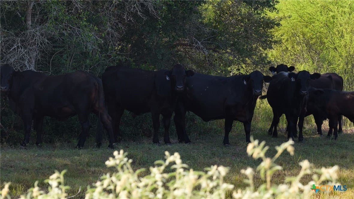 106.24 acres in Refugio County - photo 20