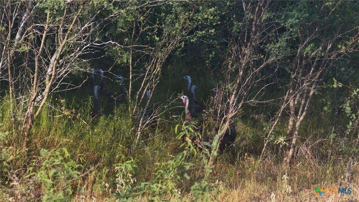 106.24 acres in Refugio County - photo 10
